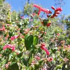 Salvia pubescens