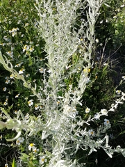 Artemisia ludoviciana