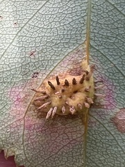 Gymnosporangium sabinae