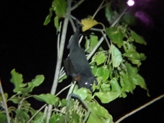Pteropus alecto