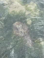 Trygonorrhina dumerilii