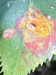 Gymnosporangium sabinae