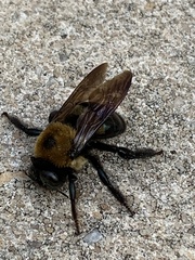 Xylocopa virginica