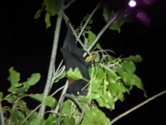 Pteropus alecto