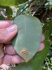 Gymnosporangium sabinae