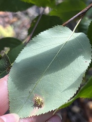 Gymnosporangium sabinae