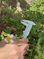 Bidens alba