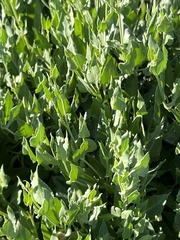 Acleisanthes longiflora