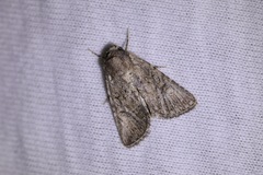 Protorthodes alfkenii