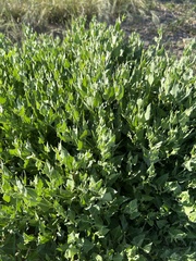 Acleisanthes longiflora
