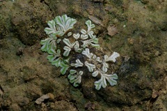 Riccia albida