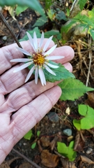 Symphyotrichum ciliolatum
