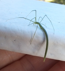 Ariamnes cylindrogaster