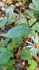 Symphyotrichum ciliolatum