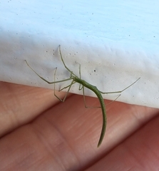 Ariamnes cylindrogaster