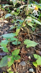Symphyotrichum ciliolatum