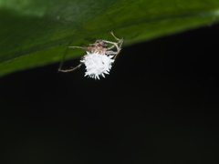 Gibellula