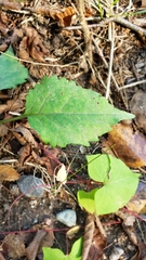 Symphyotrichum ciliolatum