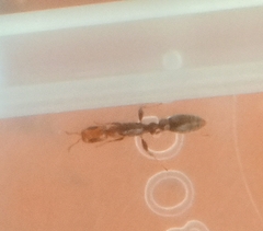 Pseudomyrmex