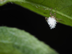 Gibellula