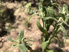 Pterocaulon redolens