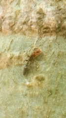 Pseudomyrmex