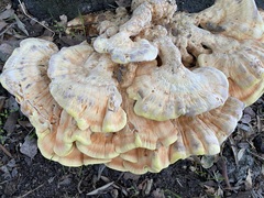 Laetiporus gilbertsonii