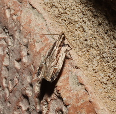 Gelechiinae