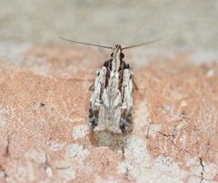 Gelechiinae