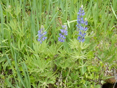 Lupinus covillei