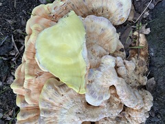 Laetiporus gilbertsonii