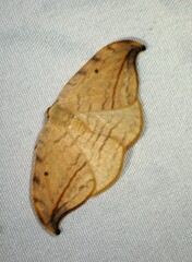 Drepana arcuata