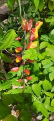 Thunbergia mysorensis