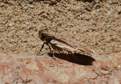 Gelechiinae