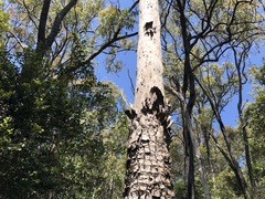 Corymbia tessellaris