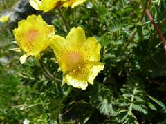Geum reptans