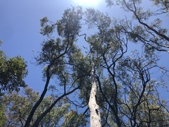 Corymbia tessellaris