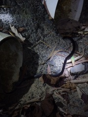 Stegonotus australis