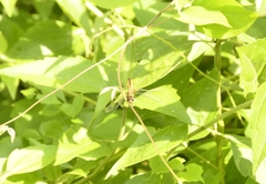 Aethriamanta brevipennis