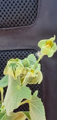 Abutilon abutiloides