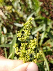 Rumex californicus