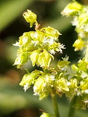 Rumex californicus