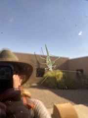 Insara elegans