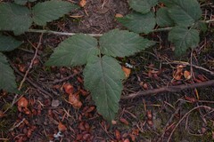 Rubus bifrons