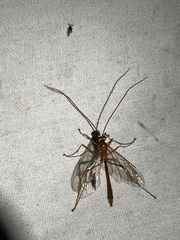 Enicospilus americanus-complex