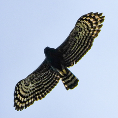 Spizaetus tyrannus