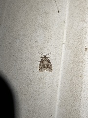 Clemensia ochreata