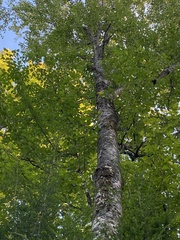 Betula