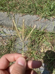Dichanthium annulatum