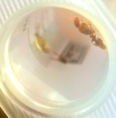 Pseudomyrmex